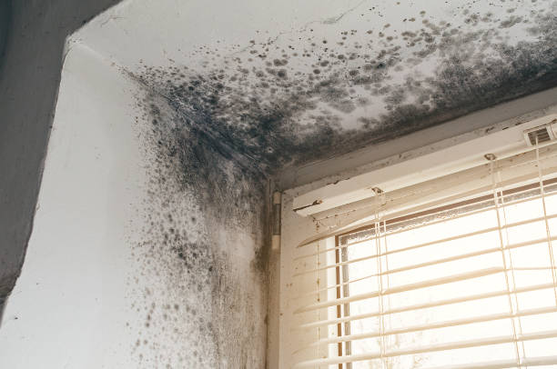 Affordable Mold Remediation solutions in Clay, KY